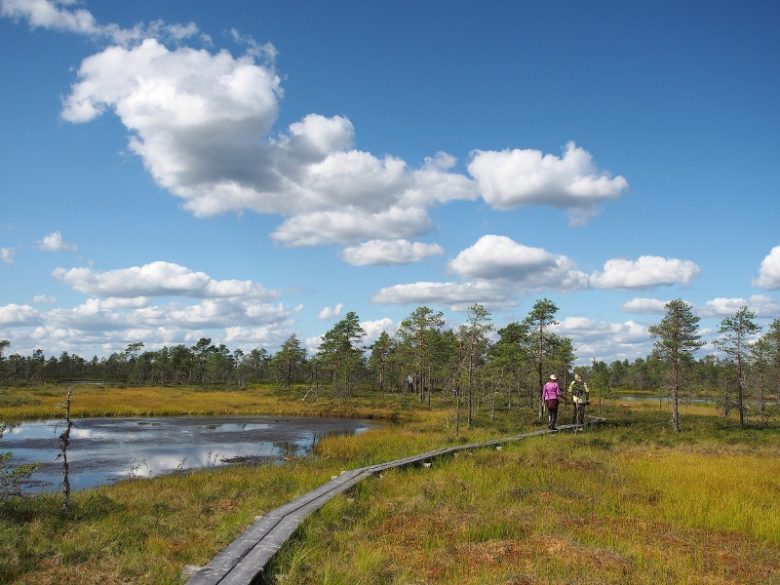 Retkeilijöitä Kauhalammin kierroksen pitkospuilla Kauhanevan-Pohjankankaan kansallispuistossa.