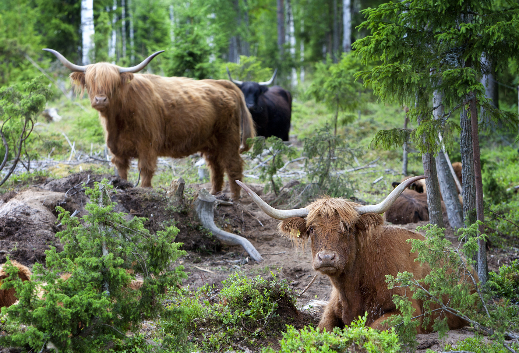 Ylämaankarjaa kesäisellä metsälaitumella