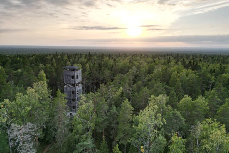 Harmaa puinen näkötorni kohoaa metsämaisemasta ja aurinko laskee taustalla horisonttiin.