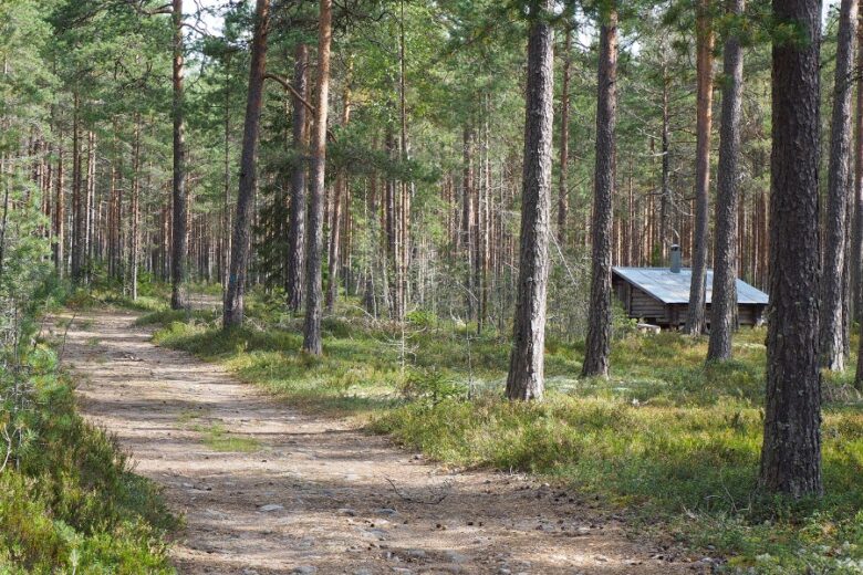 Helppokulkuista metsätietä Etelävuoren laavun lähellä.
