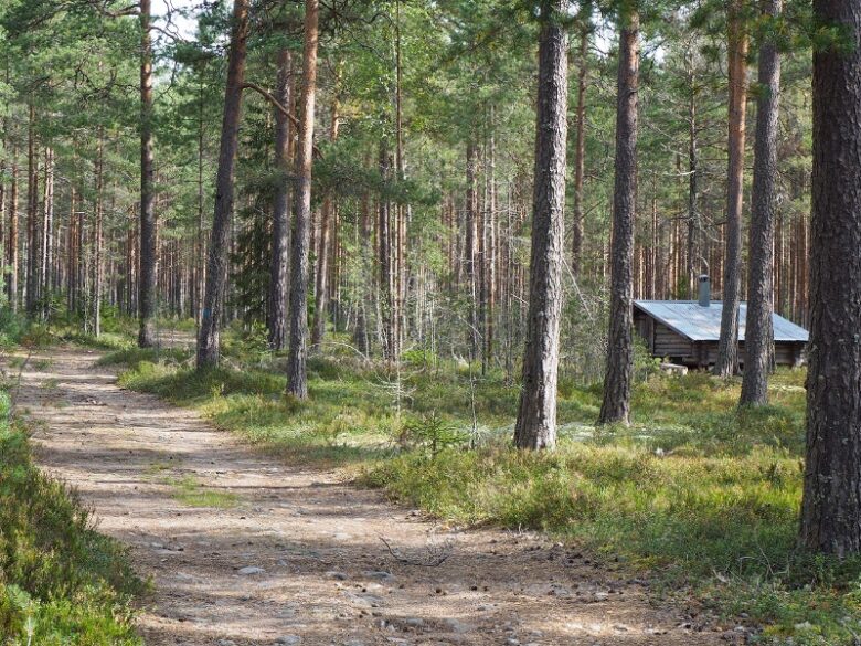 Helppokulkuista metsätietä Etelävuoren laavun lähellä.